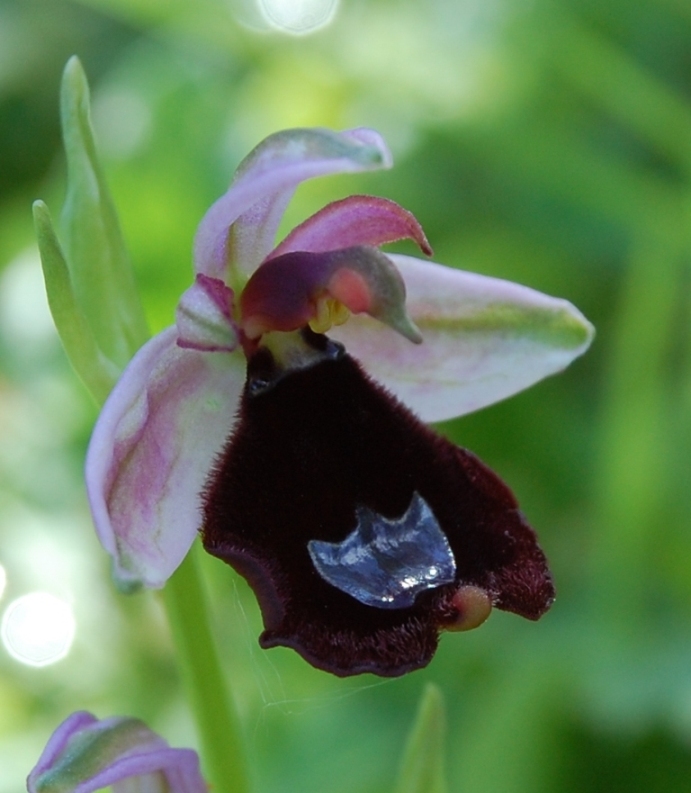 Passeggiata orchidologica al Bosco della Ficuzza